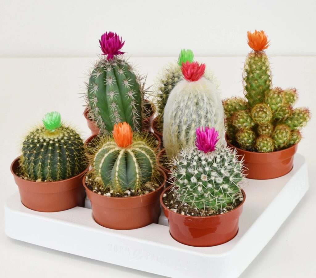 9 Benefits of Having Cactus in Your Home cactus